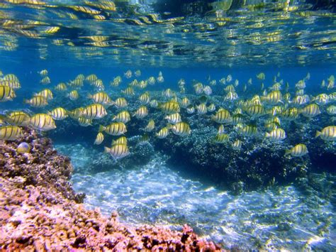 A Large Group Of Fish Swimming In The Ocean