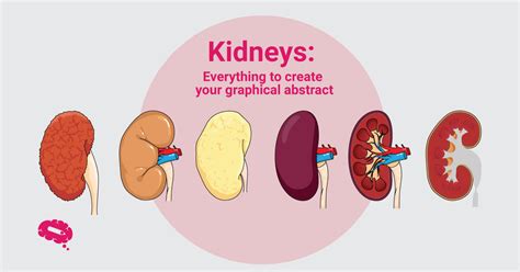 Kidneys Everything To Create Your Graphical Abstract Mind The Graph Blog