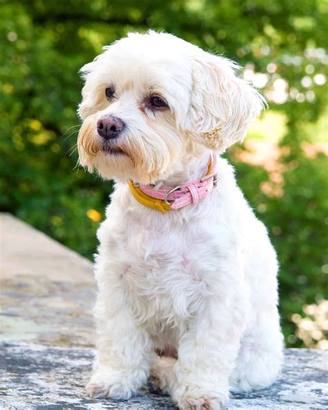 31 Best Havanese Haircuts With Pictures! (2024 Updated)