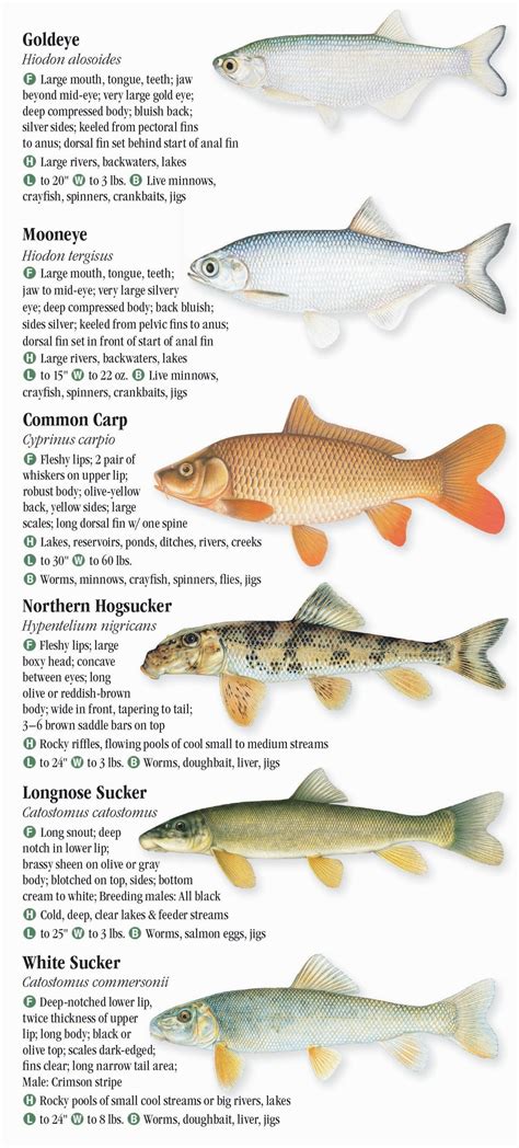 Ohio Fish Species Chart