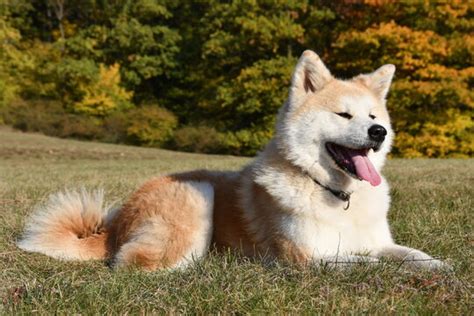 Imágenes de Akita Inu descubre bancos de fotos ilustraciones