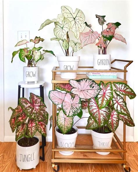 Caladium tipos e como cultivar a folhagem DICAS PRÁTICAS House