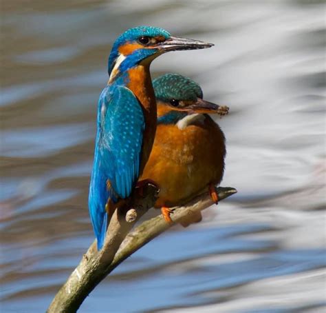 Eisvogel Familie Männchen und Weibchen