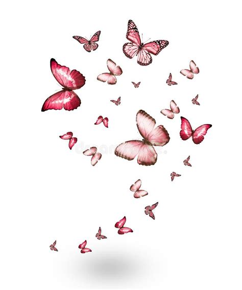 Flock Of Flying Butterflies Isolated Stock Photo Image Of Biology