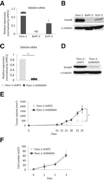 Smad Decreases The Population Of Pancreatic Cancerinitiating Cells