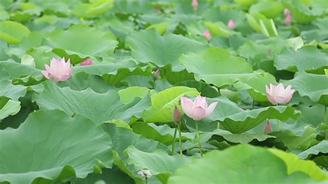 湛江：《荷乡南寨》唱响荷花之乡南寨村广东频道凤凰网