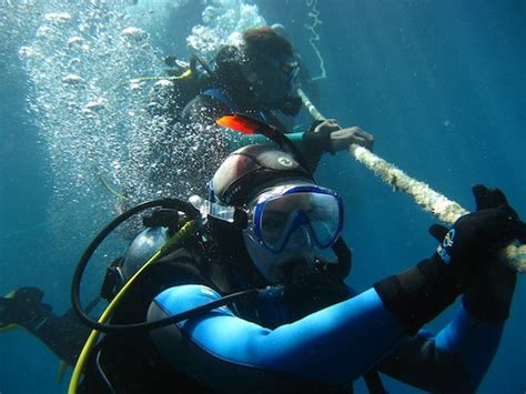 How To Become A Marine Biologist Conservation Careers