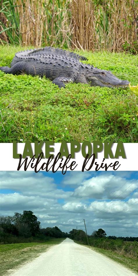 Lake Apopka Wildlife Drive | DINE DREAM DISCOVER