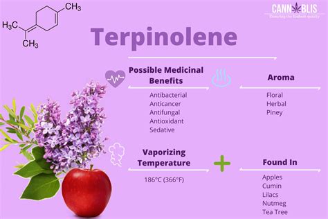 Terpinoleno Terpenos De La Marihuana