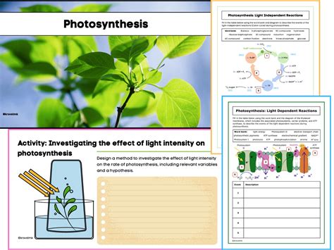 Photosynthesis Powerpoint And Worksheets With Answers Teaching Resources