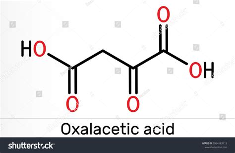 Oxaloacetic Acid Oxalacetic Acid Oaa Oxaloacetate Stock Illustration