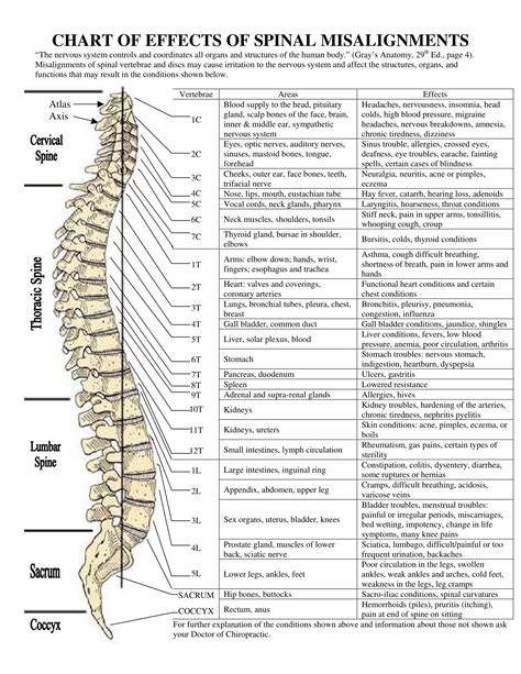 Free Printable Spinal Nerve Charts Function And Diagram Pdf