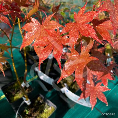 Acer Palmatum Naka Oku Gawa Rable Du Japon Palmatia Plantes