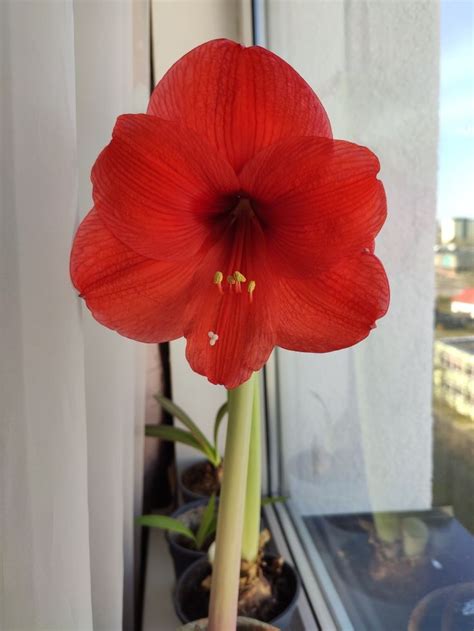Амариллис | Plants, Garden