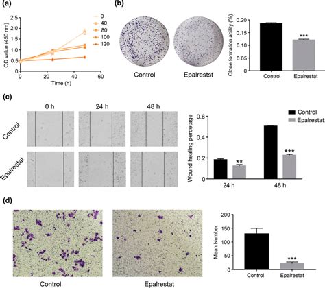 Epalrestat Inhibited The Proliferation Migration And Invasion Of Hela