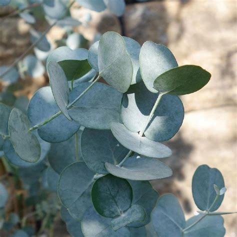 Eucalyptus Gunnii Cider Gum Litre Ornamental Trees Arboretum