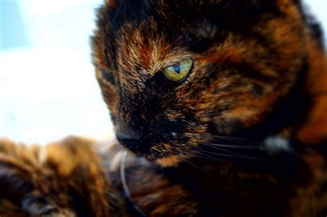 A Close Up Of A Cats Face With The Caption Cmon Cmon Fall In That Mud