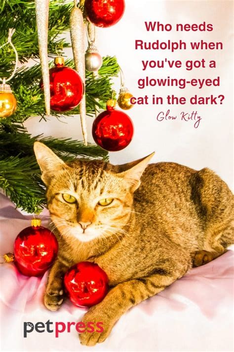 85 Funny Christmas Cat Quotes to Crack You Up This Holiday