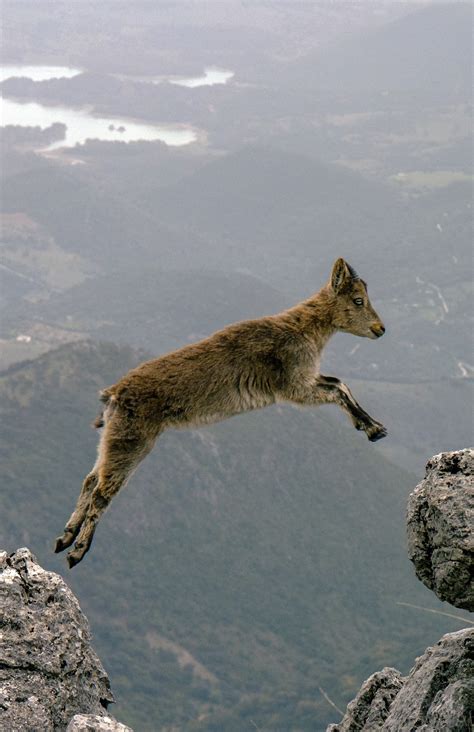 A picture of a mountain goat jumping - About Wild Animals