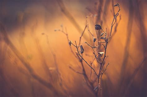 Wallpaper Sunlight Depth Of Field Sunset Nature Reflection Sky