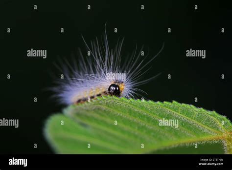Caterpillars On Wild Plants North China Stock Photo Alamy
