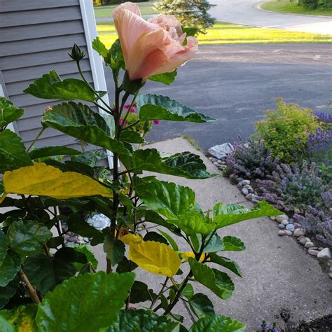 5 Reasons Behind Hibiscus Leaves Turning Yellow Plants Craze