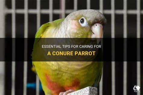 Essential Tips For Caring For A Conure Parrot | PetShun