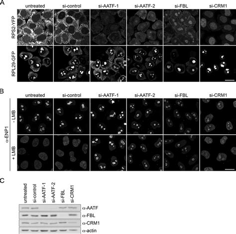 Depletion Of Aatf Impairs Nucleolar Steps Of 40s Ribosomal Subunit