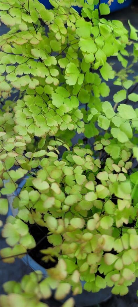 Shady Plants Fern And Shade Plant Nursery Adiantum Raddianum