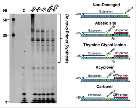 Full Article Repriming By Primpol Is Critical For Dna Replication