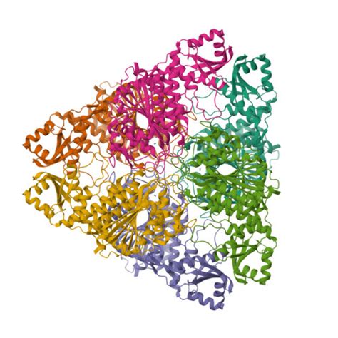 RCSB PDB - 1LAP: MOLECULAR STRUCTURE OF LEUCINE AMINOPEPTIDASE AT 2.7 ...