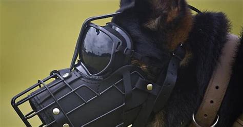 Marine Corps Raider K9 Album On Imgur