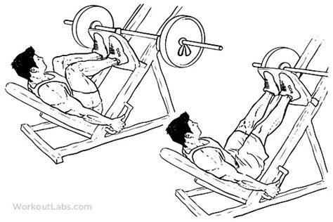 Leg Press Machine Muscles Worked Delphine Teeter