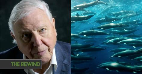 Watch: David Attenborough’s New Netflix Documentary Looks Absolutely Breathtaking And Personal ...