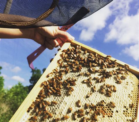 Texas Beekeeping 101