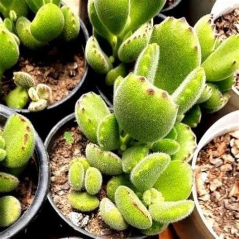 Cotyledon Tomentosa Bear S Paw At Rs 199 Piece Succulent Plant In