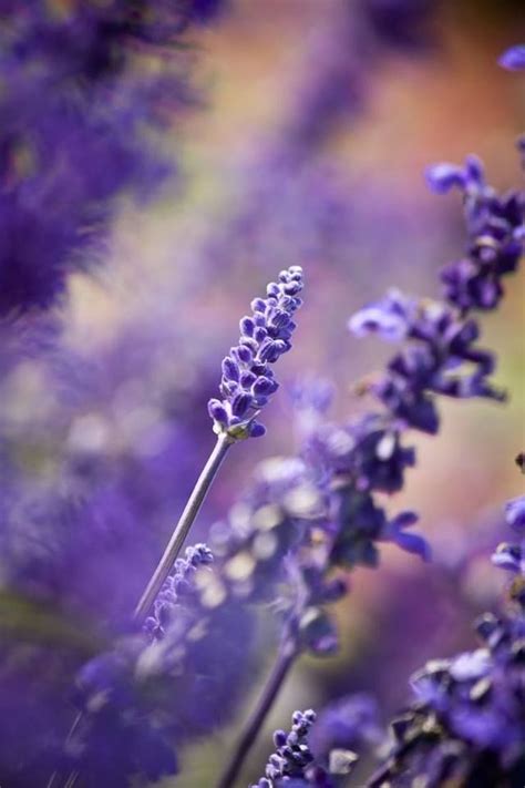 Pin By Tc Tahire Kalender On Lavanta Lavender Flowers