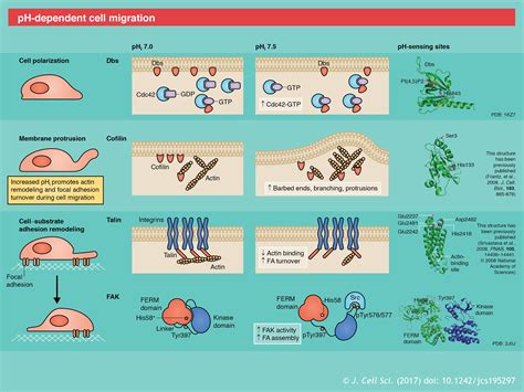 Cancer Cell Behaviors Mediated By Dysregulated Ph Dynamics At A Glance