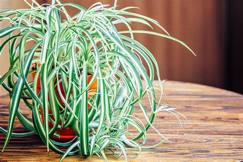 The Only Guide You Need For Spider Plant Care Chlorophytum Comosum Garden Betty