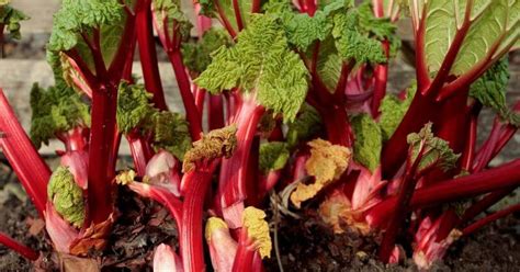 14 Absolute Best Rhubarb Varieties To Grow In Your Garden Gardening