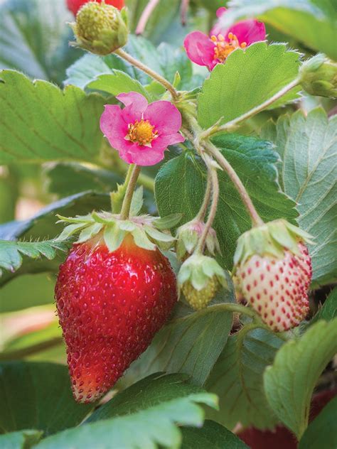 How to Grow Strawberry Plants - Burpee