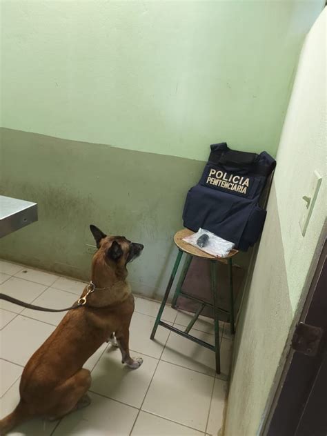 Agente Canino Encuentra Aparente Droga Dentro Del Ano En Un Visitante