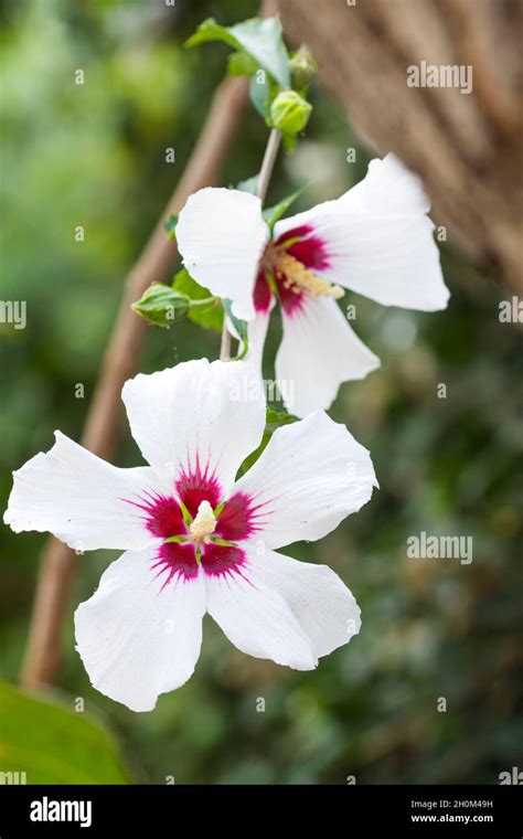 El arbol de hibisco syriacus fotografías e imágenes de alta resolución