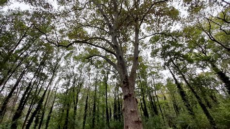 Le Plus Bel Arbre Du Parc De La L Gion D Honneur Saint Denis S