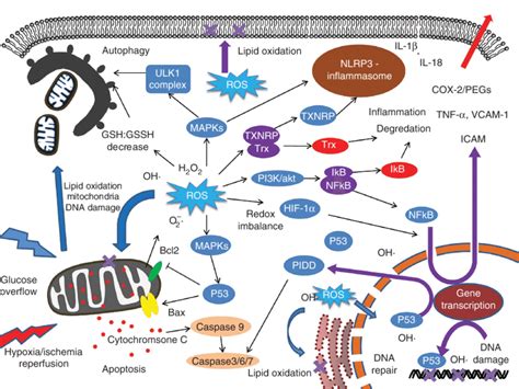 Schematic Representation Of The Role Of Ros And P53 Involved In The Download Scientific