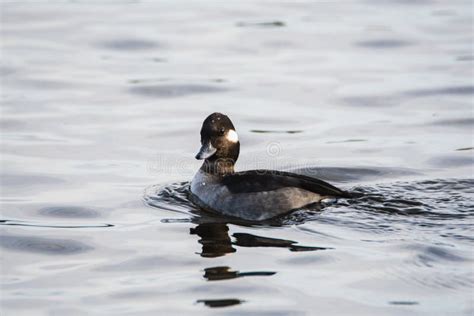 A Picture Of A Female Bufflehead Swimming In A Lake Stock Photo