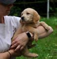 Labradoodle Welpen F1 Suchen Ein Zuhause In Bruchsal Baden