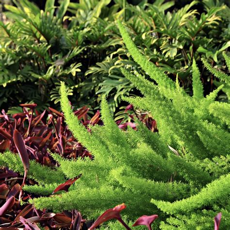 Foxtail Fern