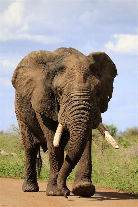 Elefante Africano En El Movimiento Foto De Archivo Imagen De Fondo