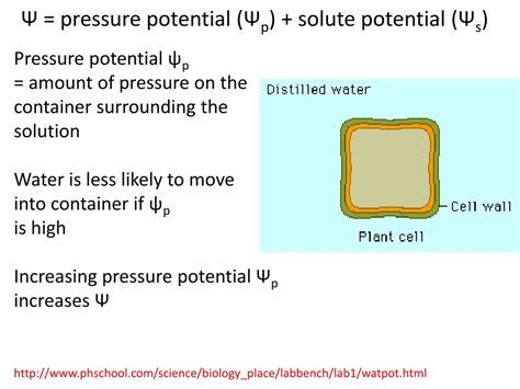 Ppt Water Moves From A Region Of Higher Water Potential To A Region